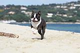 BOSTON TERRIER 315
